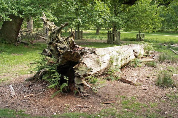 fallen tree dunham park geograph org uk 447510