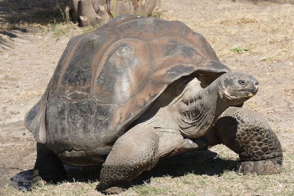 galapagos giant tortoise geochelone elephantopus
