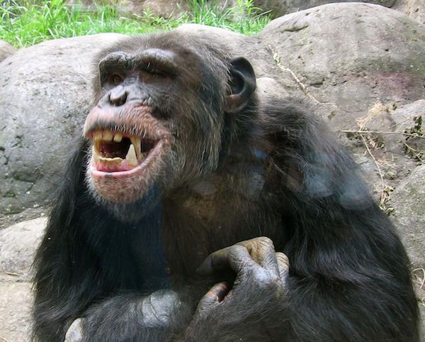 knoxville zoo chimpanzee teeth