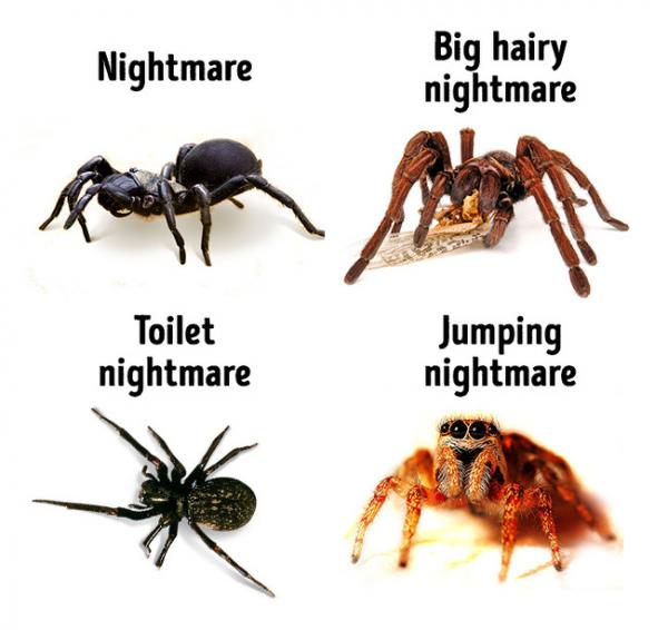 and there is no other place in the world where youll see such a diverse group of arthropods