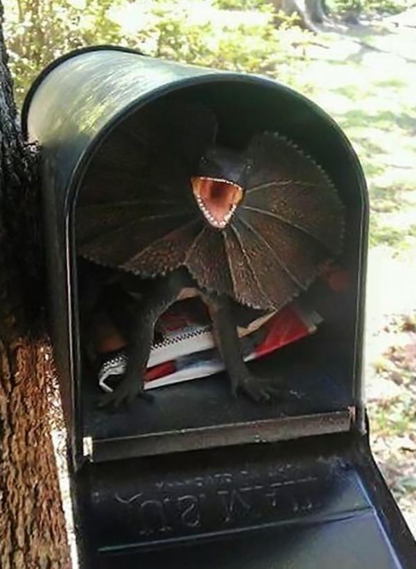 australian postmen are used to them too