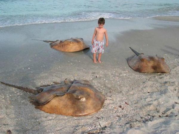 or a group of stingrays that you could suddenly find lying on a beach