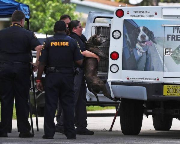 one of three dogs is loaded into a broward county animal control truck after a baby girl was bitten by a family dog and died from her injuries wednesday morning in miramar
