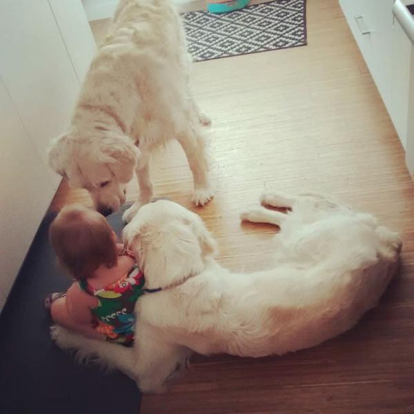 golden retrievers helps toddler escape room cheese pups 19 5b1a337fca658 700