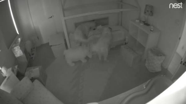 golden retrievers helps toddler escape room cheese pups 4 5b1a3365bee75 700