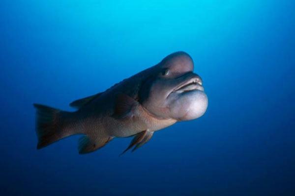 scariest animals in the world 10