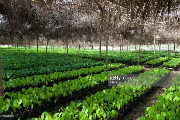 small cocoa trees at a cocoa nursery in ghana west africa africa