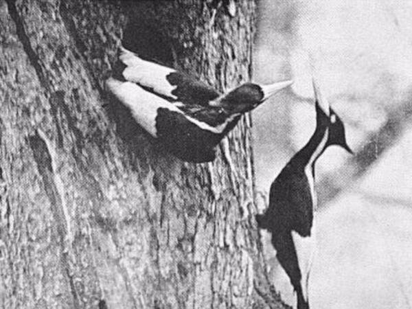 the ivory billed woodpecker lived in virgin forests of the southeastern united states but there hasnt been a confirmed sighting of the bird since the 1940s the cornell lab of ornithology even offered
