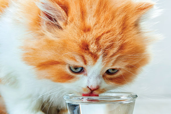 ginger cat drinking water out of a small bowl