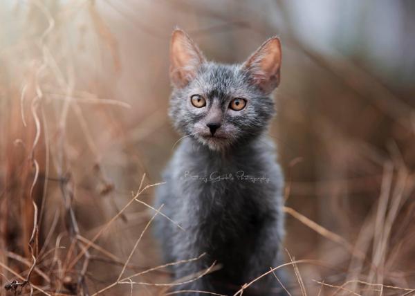 img what is a lykoi or werewolf cat 1363 600