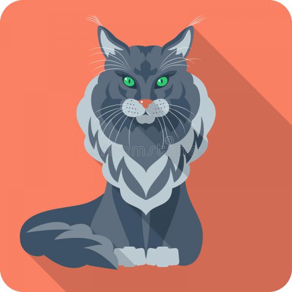 vector cat maine coon icon flat design american longhair 45791832