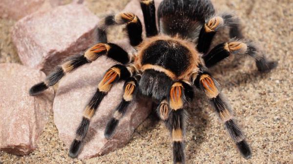 most venomous spiders featured image