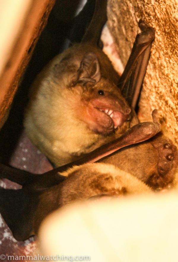2007 asiatic greater yellow house bat 1 697x1024