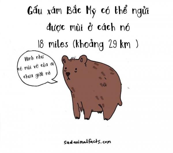 cute illustrations sad animal facts brooke barker 16 880