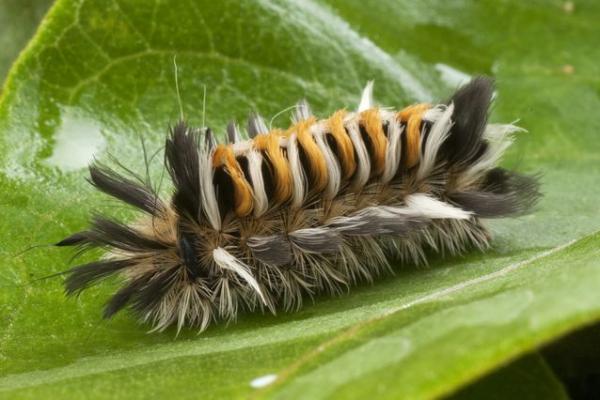 milkweed tussock moth caterpillar jpg 638x0 q80 crop smart
