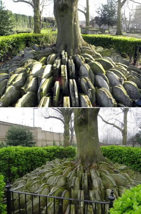 a98582 grave 6 tree london