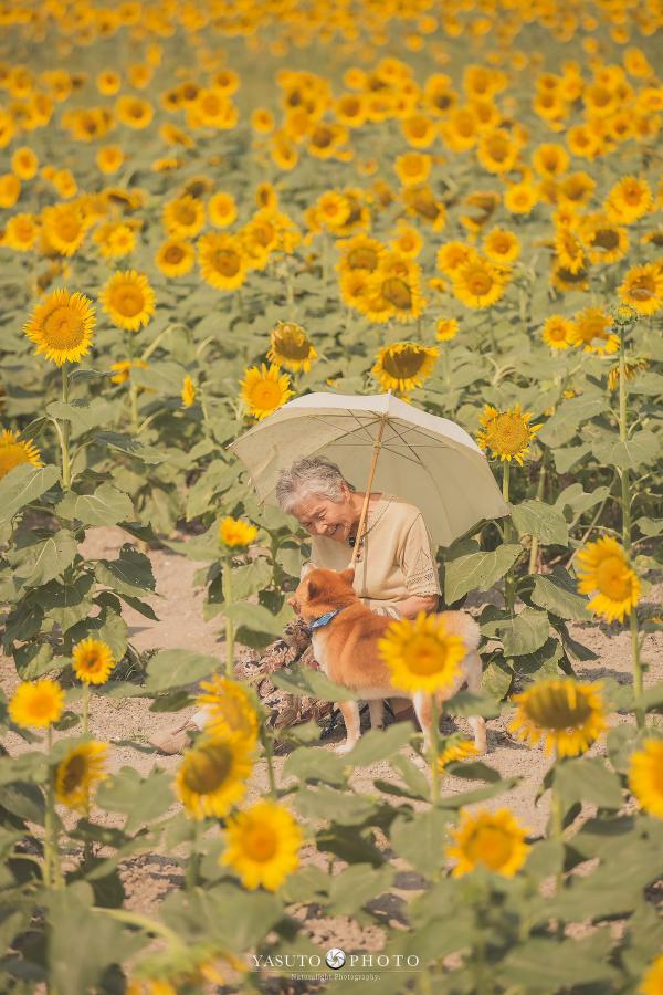 Nhật Bản vào hè, hoa hướng dương nở vàng rực. Bà ngoại và bé cún Shiba Inu cùng nhau đi ngắm hoa.
