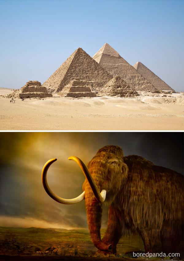 woolly mammoths were still alive while egyptians were building the pyramids 2660 bce