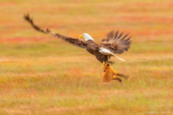 wildlife photography eagle fox fighting over rabbit kevin ebi 1 5b0661e3e2b7e 880 1