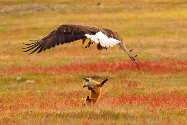 wildlife photography eagle fox fighting over rabbit kevin ebi 10 5b0661f6e5d5c 880