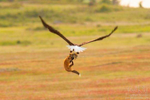 wildlife photography eagle fox fighting over rabbit kevin ebi 14 5b0662f18d04a 880