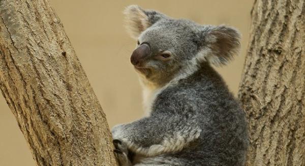 nhung-thong-tin-nhat-dinh-phai-biet-ve-loai-gau-tui-koala nhung thong tin nhat dinh phai biet ve loai gau tui koala