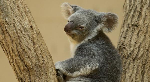 nhung thong tin nhat dinh phai biet ve loai gau tui koala