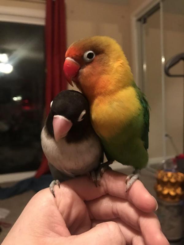 the internet fell in love with the story of the parakeet and his gothic girlfriend not to mention the children who came after wonderful 5b4d92901d4d5 700