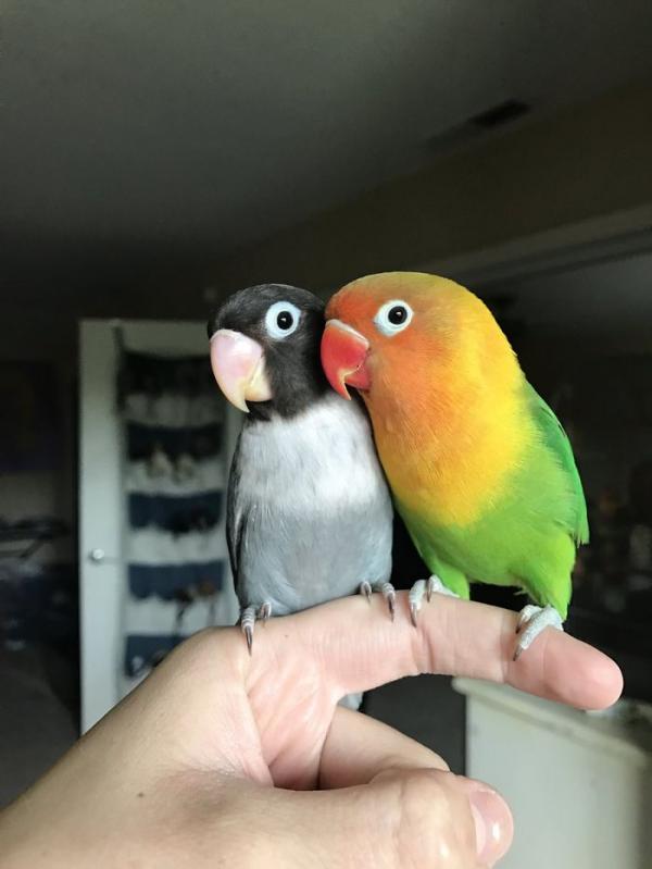 the internet fell in love with the story of the parakeet and his gothic girlfriend not to mention the children who came after wonderful 5b4d92b210dc1 700
