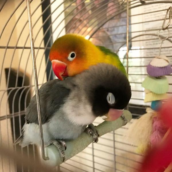 the internet fell in love with the story of the parakeet and his gothic girlfriend not to mention the children who came after wonderful 5b4d92b3e9951 700