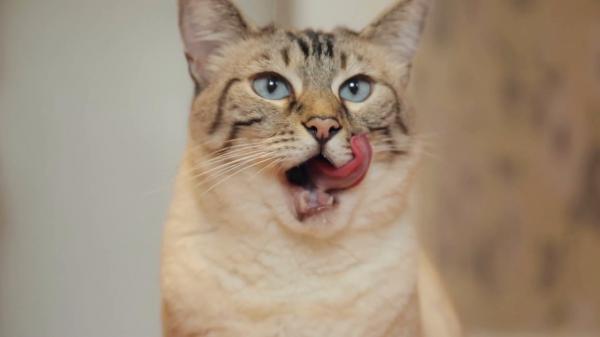 cat tongue licking lips after eating ey woq0c f0010