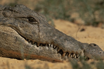 crocodile tears 1