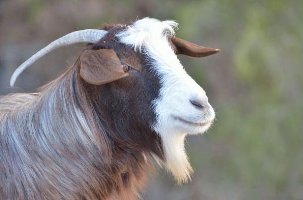 goat 610x404