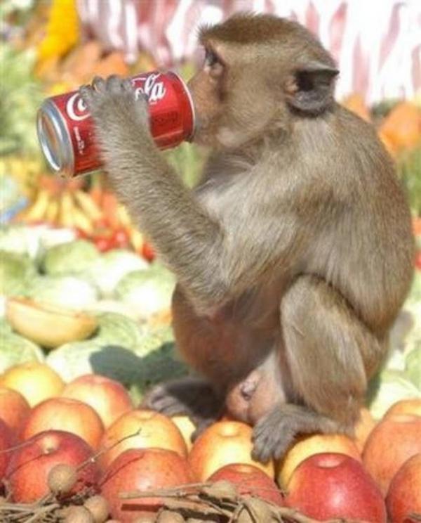monkey soda 610x757