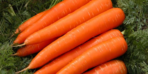 impact of biofield treatment on yield quality and control of nematode in carrots 1
