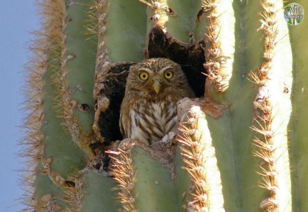 pygmy owl in saguaro cavity
