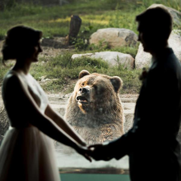 bear photobombs wedding2 5b9a064dc6634 700