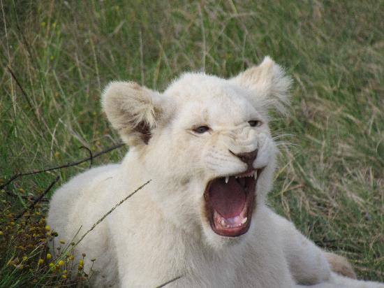 white lion cub sooo cute
