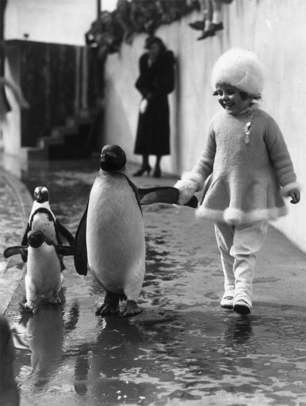 a little girl holds a penguins flipper as they walk together around the london zoo 1937