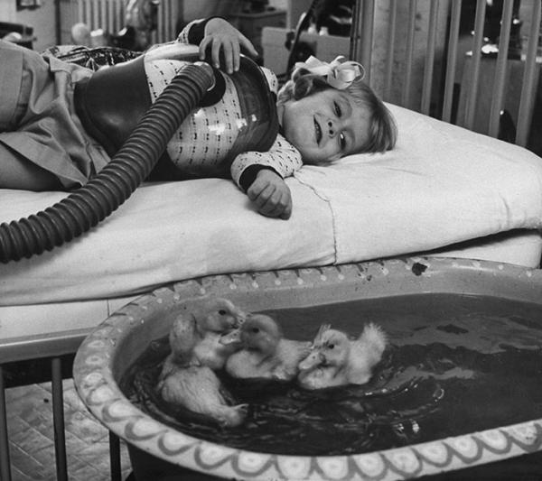 animals being used as part of medical therapy 1956