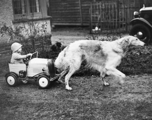 nanson of netheroyd a champion borzoi enjoys pulling his young master around in a toy car 1937