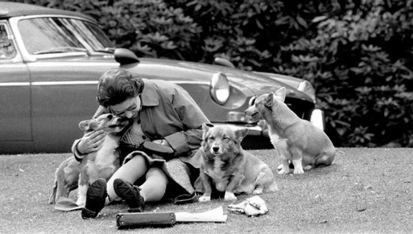 queen elizabeth with her much loved corgis watching the royal windsor horse show 1973
