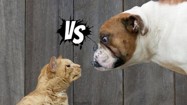 lostbird cat vs dog