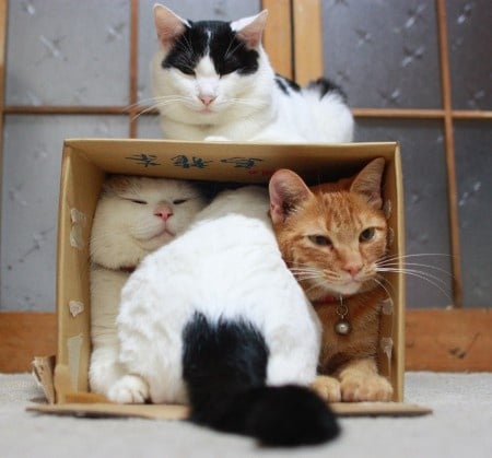 cats in a box