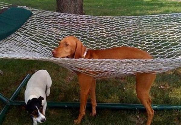 dog in hammock