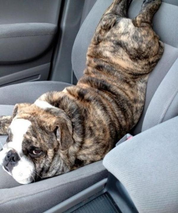 dog on seat