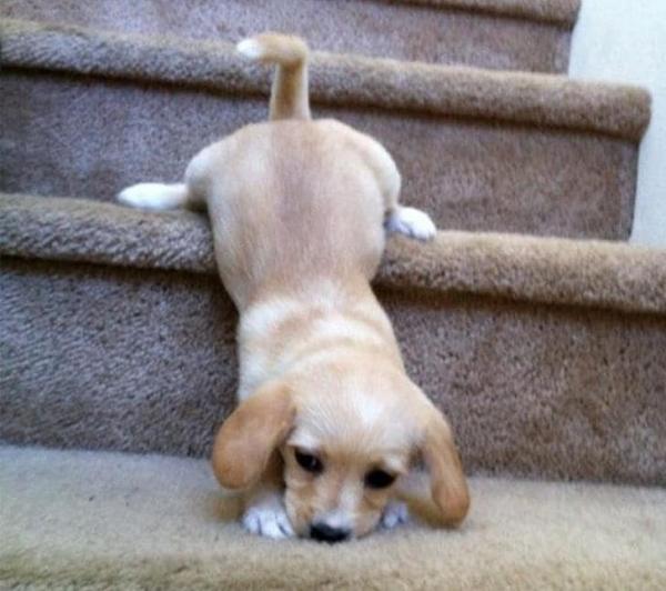 dog on the steps