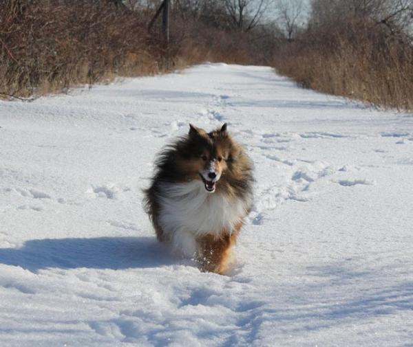 gigi a sheltie trekked 23 miles over 16 days in the winter cold to get back to her original photo u1