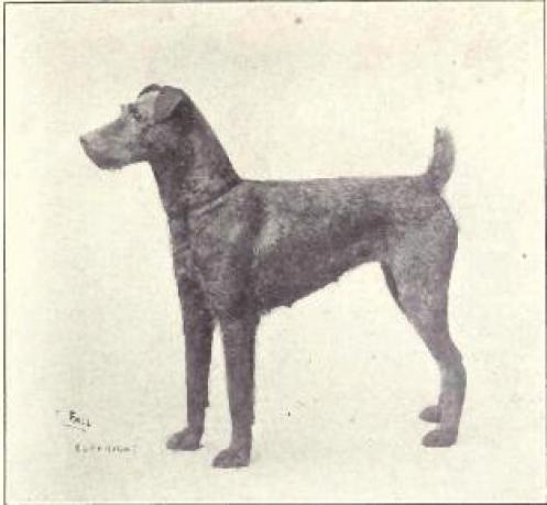 irish terrier 5