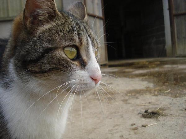 misele a french farm cat trekked 9 miles to an unfamiliar town to visit her owner in the ho photo u1